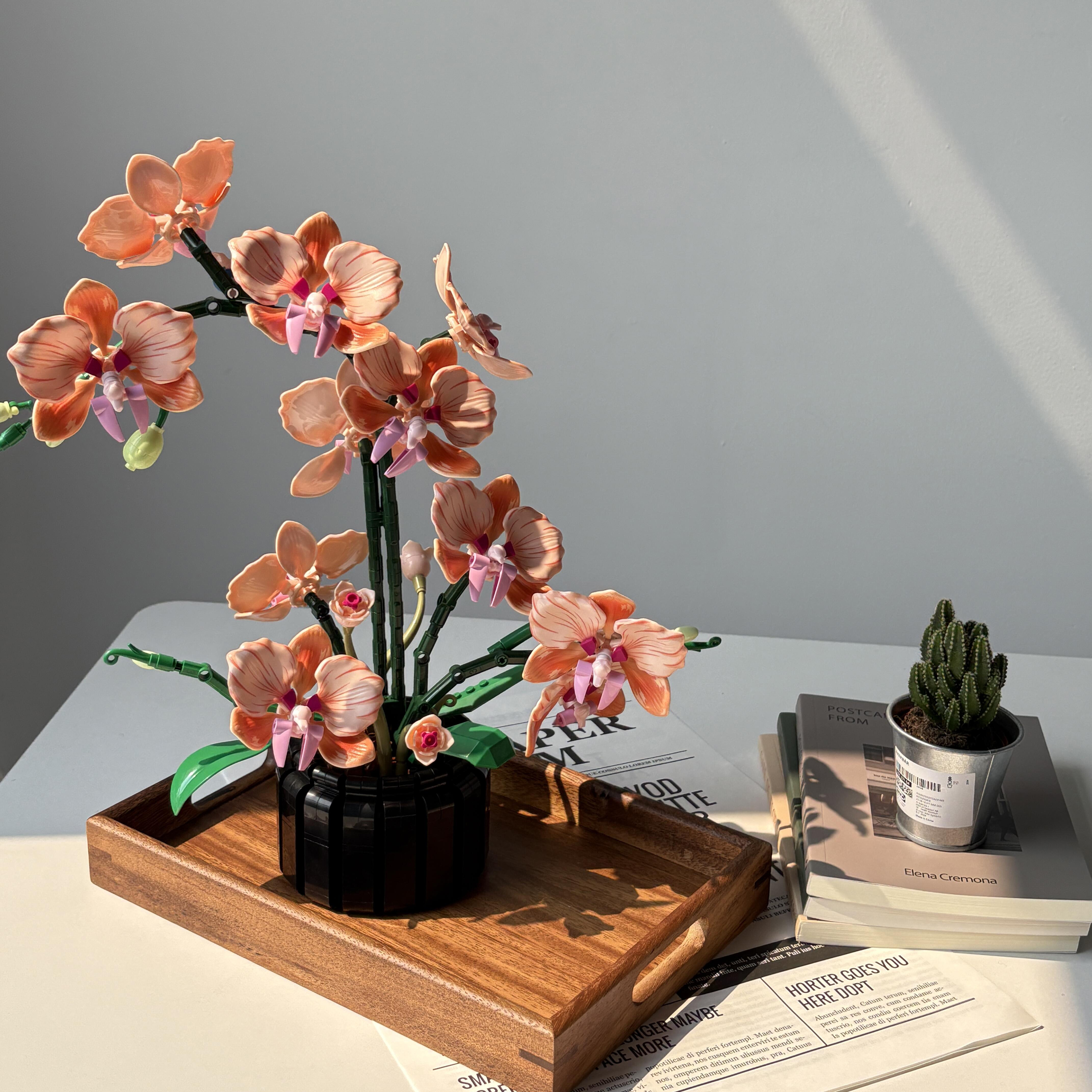 Orange Phalaenopsis Orchid Bui - Plant Parent Gifts recension och pris